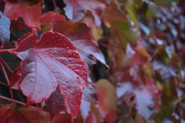 Hoja roja en un día gris lluvioso en otoño — Foto de Stock
