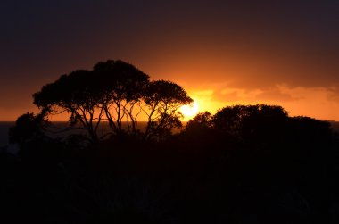 güneşin doğuşunu arkasında ağaç ve bodur