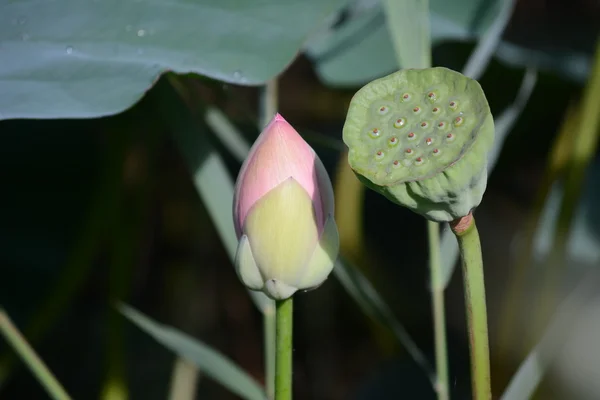 Nova vagem de lótus com uma flor brotando — Fotografia de Stock