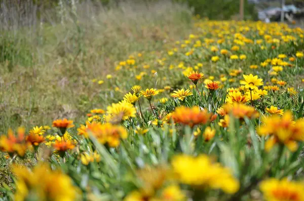 草の中の黄色のオレンジ色の花 — ストック写真