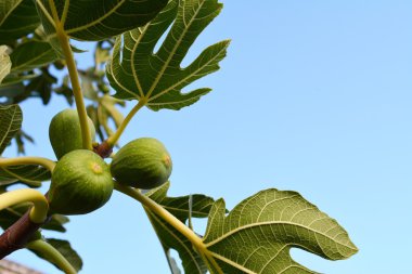 incir ağacı