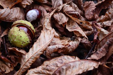 Kestane yaprakları yere