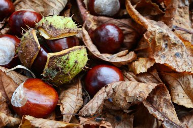 Kestane yaprakları yere