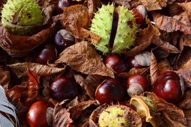 Kestane yaprakları yere