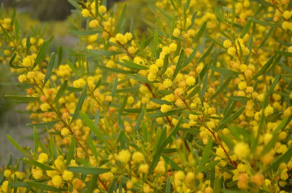 Bovins côtiers jaunes — Photo