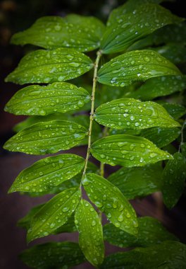 Ormandaki yağmurdan sonra yeşil yaprağa güzel su damlaları düşer. Hiç kimse, konsept flora, sokak manzarası, seçici odak, bulanık.