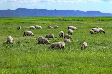 A small herd of Suffolk sheep with black face and legs in a summer meadow. Sheep in a meadow on green grass. Sheep grazing in a beautiful landscape in countryside. Sheep on the mountain eating pasture