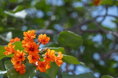 Orange Geiger ağacı çiçeği Cordia Sebestena 'nın yakınında. Turuncu renkli güller, çiçekler veya laleler, yeşil yapraklı güller. Güzel çiçekli Cordia Sebestena bir yaz parkında çiçek açıyor..