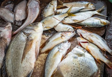 Deniz ürünleri pazarındaki çiğ taze balık çeşitleri. Taze balık avı, en iyi manzara. Marketteki tropik deniz ürünleri. Kimse.
