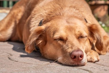 Güneşli bir günde huzur içinde uyuyan kahverengi renkli bir köpek. Beton zeminde uyuyan köpek yüzünü kapat. Dışarıda dinlenen bir köpek.
