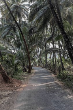 Hindistan 'ın kırsal kesimindeki palmiye ağaçları arasında asfalt yol. Yaz günü Hindistan cevizi palmiyelerinin arasından boş bir yol. Seyahat fotoğrafı, kimse yok.
