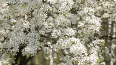 Bahçe çiçek kiraz. Çiçekli kiraz. 