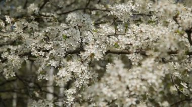 Bahçe çiçek kiraz. Çiçekli kiraz. 