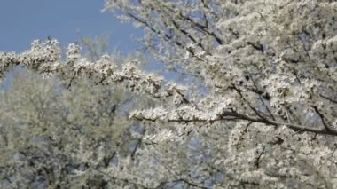 Bahçe çiçek kiraz. Çiçekli kiraz. 