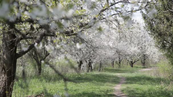 Garden blooming cherry. Flowering cherry. — Stock Video