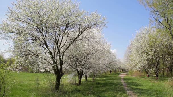 Trädgården blommande körsbärsträd. Blommande cherry. — Stockvideo