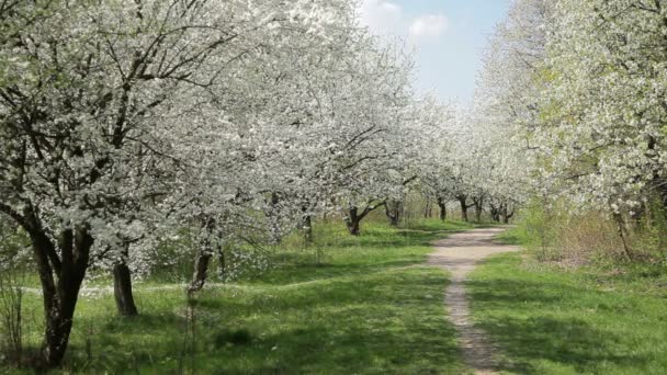 Trädgården blommande körsbärsträd. Blommande cherry. — Stockvideo