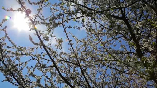 Jardim florescendo cereja. Floração cereja - Stock Video — Vídeo de Stock