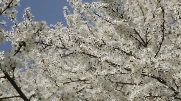 Trädgården blommande körsbärsträd. Blommande cherry. — Stockvideo