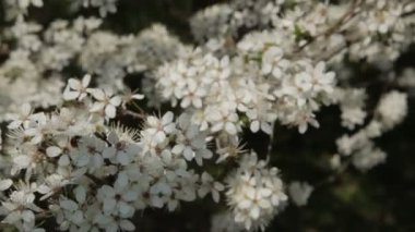 Bahçe çiçek kiraz. Çiçekli kiraz. 