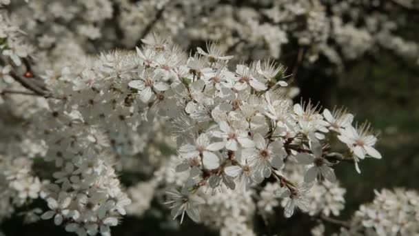 Garden blooming cherry. Flowering cherry. — Stock Video