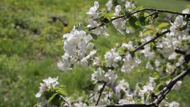 Flor de macieira. Lindas flores na macieira, flores da primavera - Stock Video — Vídeo de Stock