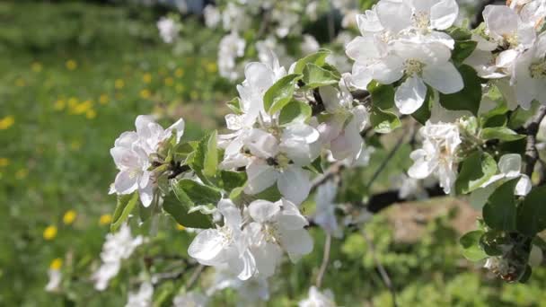 Flor de macieira. Lindas flores na macieira, flores da primavera - Stock Video — Vídeo de Stock