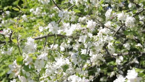 Manzano en flor. Hermosas flores en el manzano, flores de primavera - Stock Video — Vídeo de stock