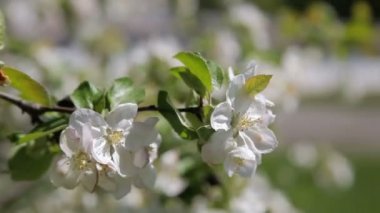Çiçeği elma ağacı. Elma ağacı, bahar çiçekleri - stok Video üzerine güzel çiçekler