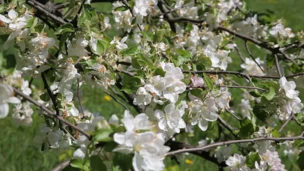 Manzano en flor. Hermosas flores en el manzano, flores de primavera - Stock Video — Vídeo de stock