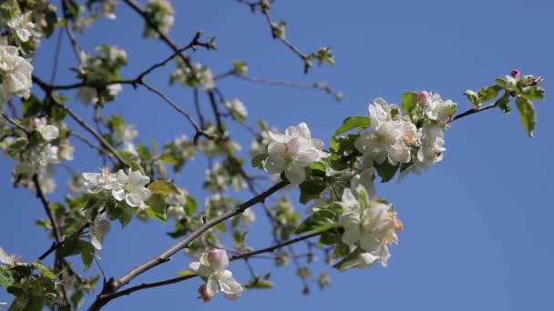 Flor de macieira. Lindas flores na macieira, flores da primavera - Stock Video — Vídeo de Stock