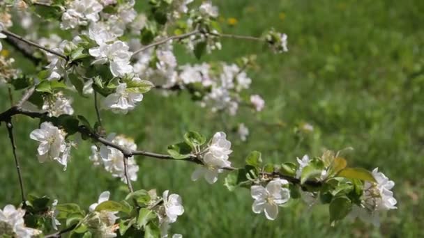 Manzano en flor. Hermosas flores en el manzano, flores de primavera - Stock Video — Vídeo de stock