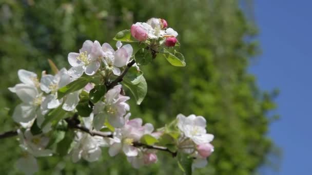 Flor de macieira. Lindas flores na macieira, flores da primavera - Stock Video — Vídeo de Stock