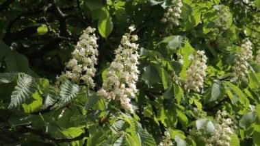 Kestane ağacı çiçek açması bahar çiçekleri ile. Çiçek açan kestane. -Stok görüntüleri