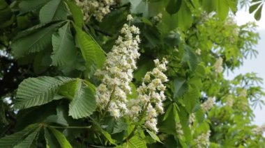 Kestane ağacı çiçek açması bahar çiçekleri ile. Çiçek açan kestane. -Hisse senedi Video