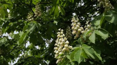 Çiçek açan kestane. Kestane ağacı çiçek açması bahar çiçekleri ile. -Hisse senedi Video