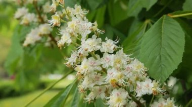 Kestane ağacı çiçek. Kestane ağacı çiçek açması bahar çiçekleri ile. -Hisse senedi Video