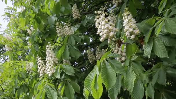 Châtaignier aux fleurs florissantes du printemps. Châtaignier en fleurs. - Vidéo de stock — Video