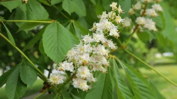 Chestnut tree in bloom. Chestnut tree with blossoming spring flowers. - Stock Video — Stock Video
