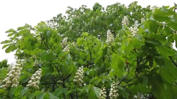 Châtaignier aux fleurs florissantes du printemps . — Video