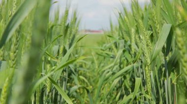 Arpa spikelet alan ve mavi gökyüzü - stok Video arka plan üzerinde