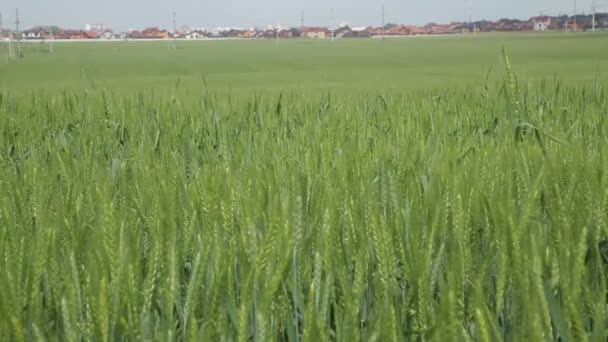 Gerstenstachel auf dem Hintergrund von Feld und blauem Himmel. — Stockvideo