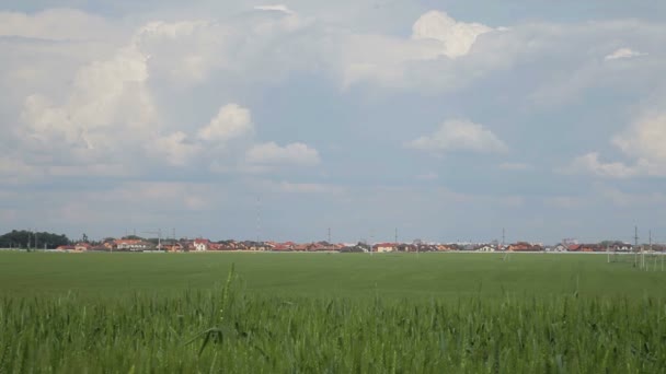 Gerstenstachel auf dem Hintergrund von Feld und blauem Himmel. Ähren der Gerste auf dem Feld. — Stockvideo