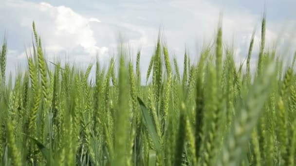 Spikelet orzo sullo sfondo del campo e cielo blu, messa a fuoco selettiva - Stock Video — Video Stock