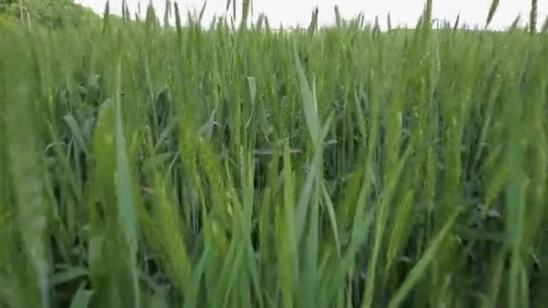 Espiguilla de cebada en el fondo del campo y el cielo azul - Stock Video — Vídeo de stock