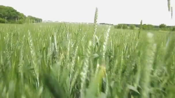 Gerstenstachel auf dem Hintergrund von Feld und blauem Himmel. Ähren von Gerste im Feld - Archivbild — Stockvideo