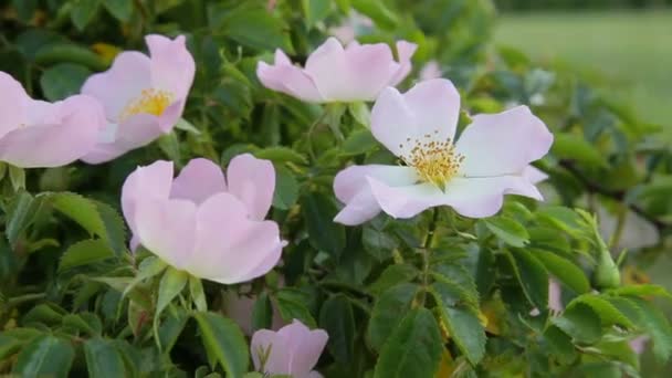 Floração rosa selvagem. Flor selvagem rosa crescendo na primavera - Stock Video — Vídeo de Stock