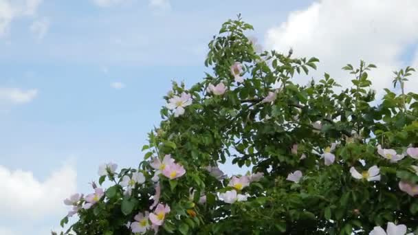 Květy v přírodě rostou s květinami. Divoká růžová květina aka Rosa acicularis nebo Pichlová divoká růže nebo Pichlová růže nebo štětinová růže nebo květina Rosa canina . — Stock video