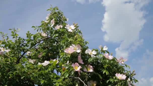 Цветы собачьей розы (шиповника) растут в природе. Цветок дикой розы, иначе Роза acicularis или колючая дикая роза или колючая роза или щетинистая роза или Роза собачья цветок - Stock Video — стоковое видео