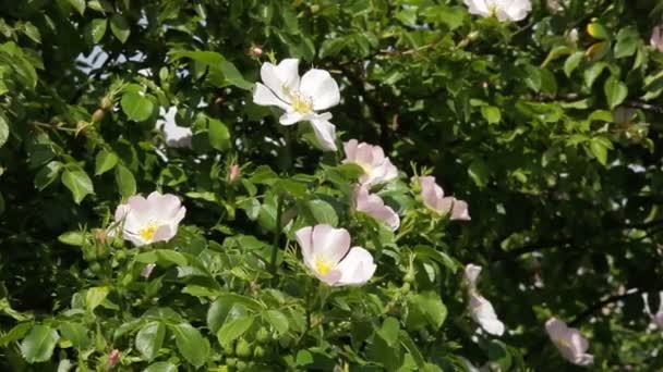 Flores de rosa (rosa mosqueta) creciendo en la naturaleza - Stock Video — Vídeo de stock